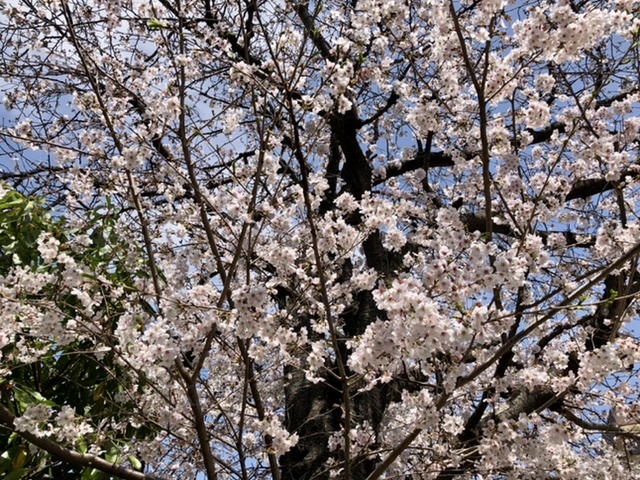 【今日の桜】満開散り始め_b0009849_15091666.jpeg