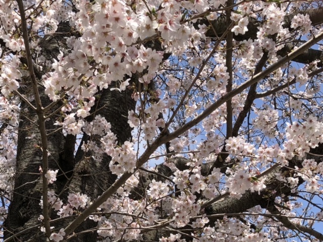 【今日の桜】満開散り始め_b0009849_15093636.jpeg