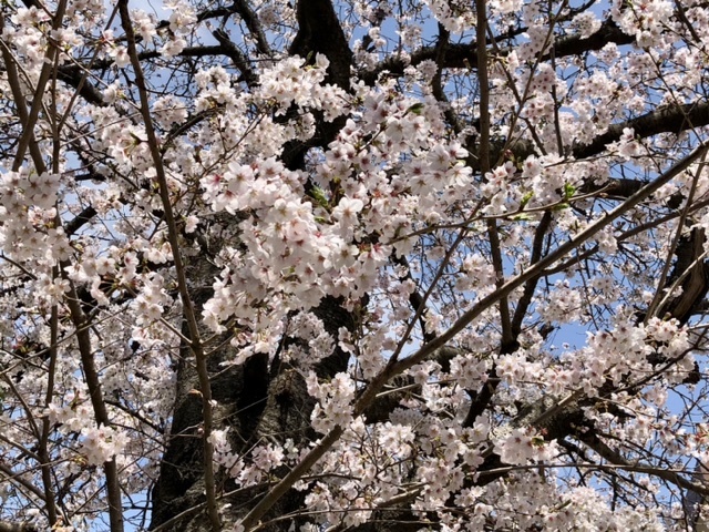 【今日の桜】満開散り始め_b0009849_15095362.jpeg