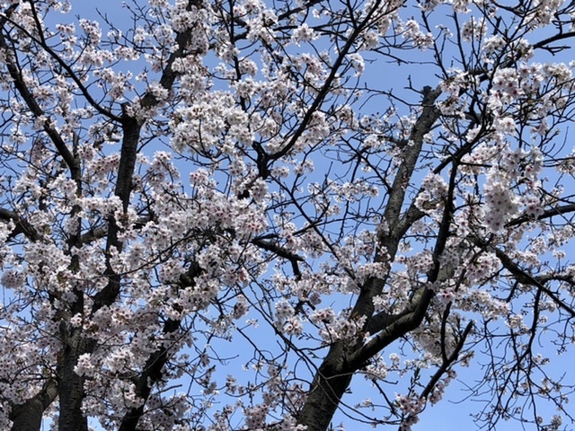 【今日の桜】満開散り始め_b0009849_15101986.jpeg