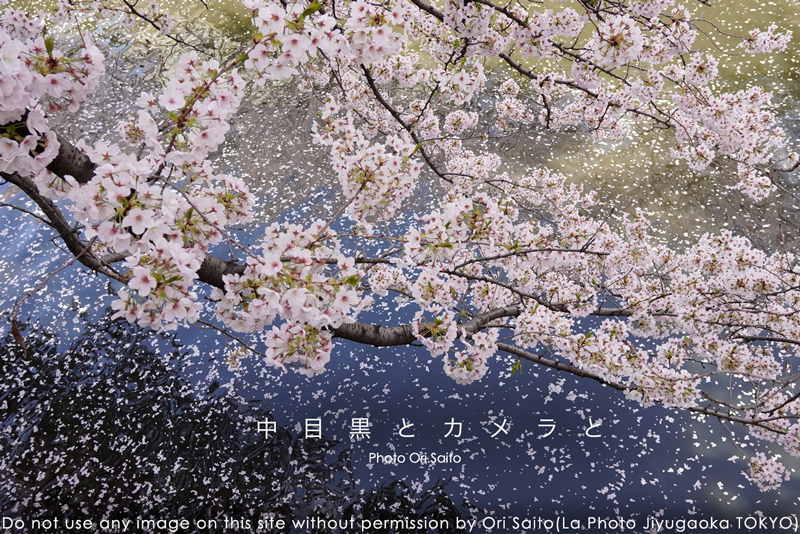 空と風と水と桜と、中目黒。 #CherryBlossom #カメラ女子 #SIGMALens #桜 #sakura #SIGMA1850mmContemporary_f0212049_23573422.jpg