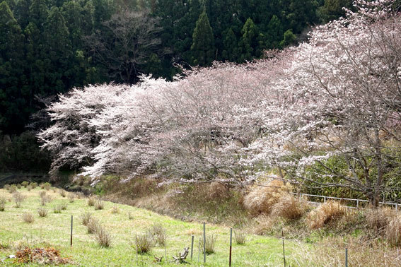 榊原温泉の桜_b0145257_13070382.jpg