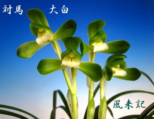 対馬大白　　　　　　　　　　No.2194_d0103457_21482662.jpg