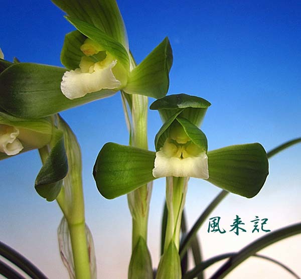 対馬大白　　　　　　　　　　No.2194_d0103457_21483280.jpg