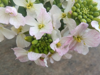 お花見…_b0368362_19451193.jpg