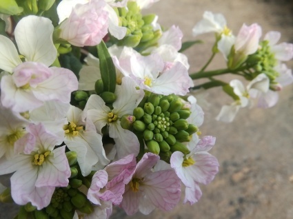 お花見…_b0368362_19455978.jpg