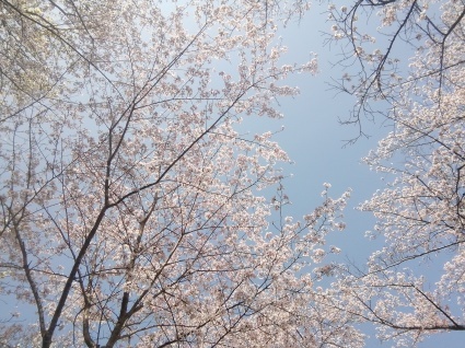 お花見…_b0368362_19543679.jpg