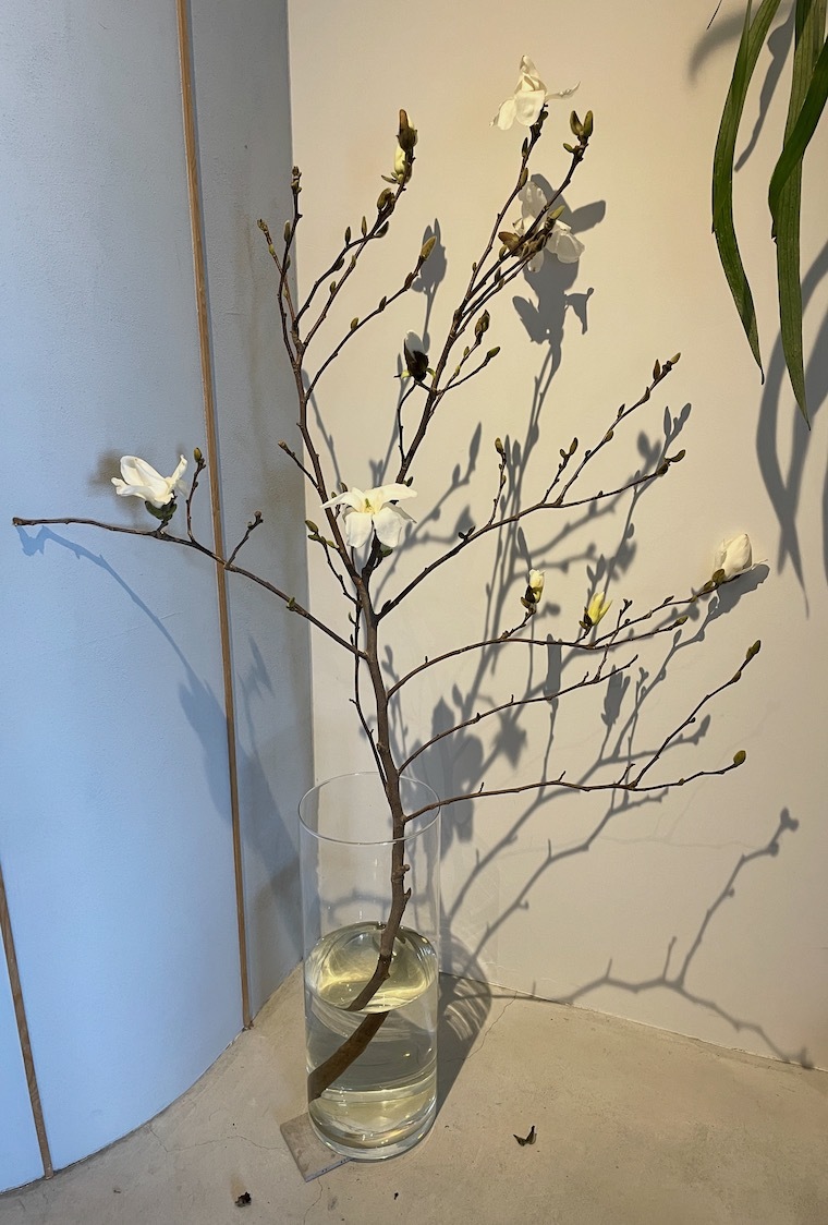 白木蓮_f0324766_18022830.jpeg
