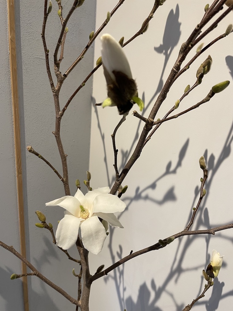 白木蓮_f0324766_18022835.jpg