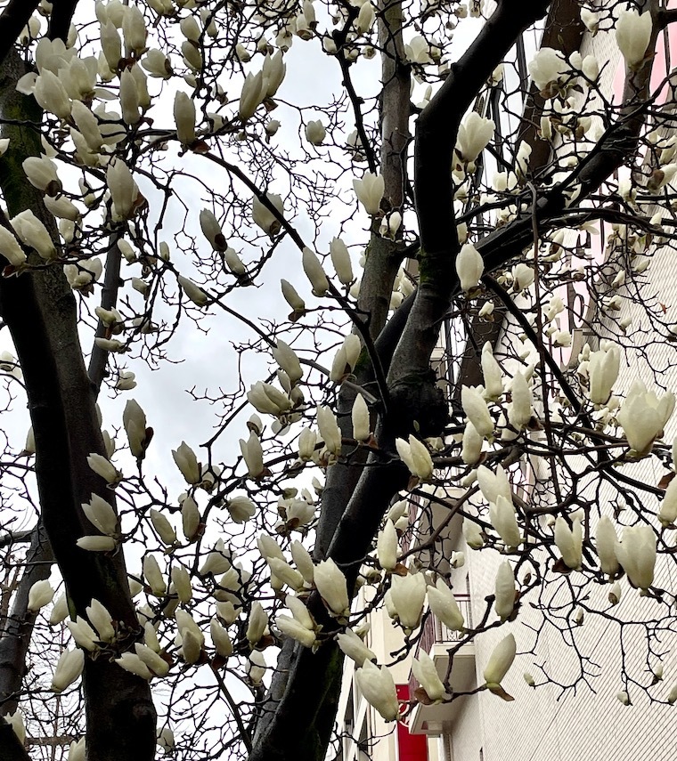 白木蓮_f0324766_18022955.jpeg
