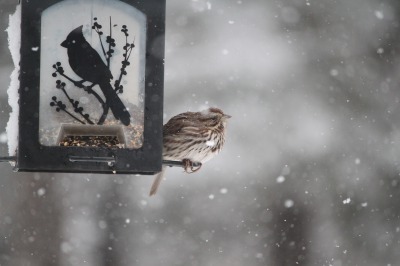 再び雪景色_c0353373_07572872.jpg