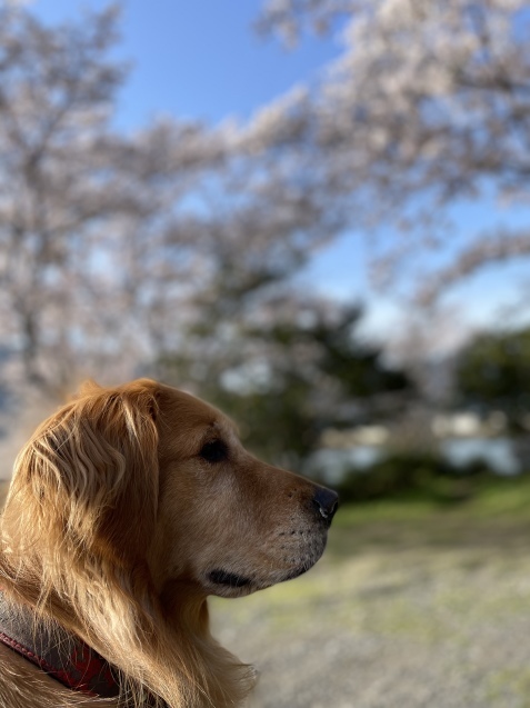 アネラさん、5歳に。_a0394574_23352906.jpeg