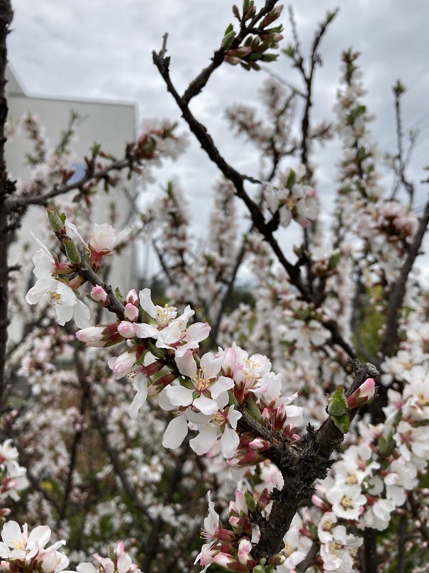 養花天_b0019674_00595022.jpg