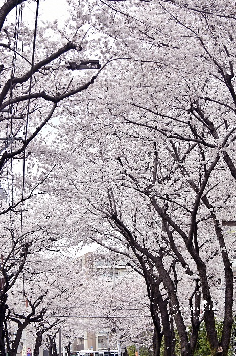 SAKURA2022_a0192475_14203591.jpg