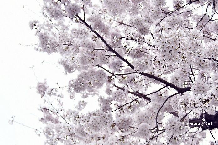 SAKURA2022_a0192475_14264019.jpg