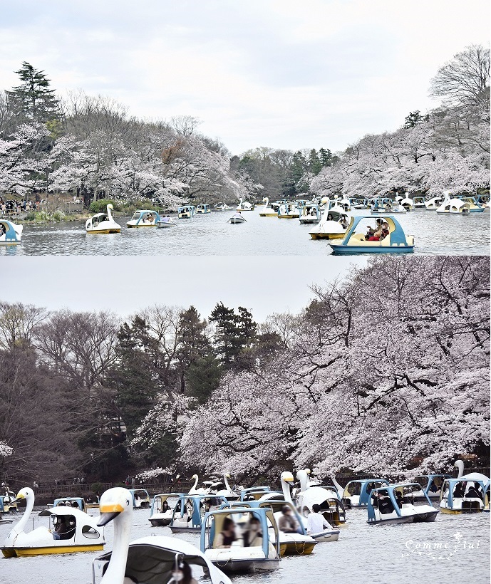 SAKURA2022_a0192475_14275335.jpg