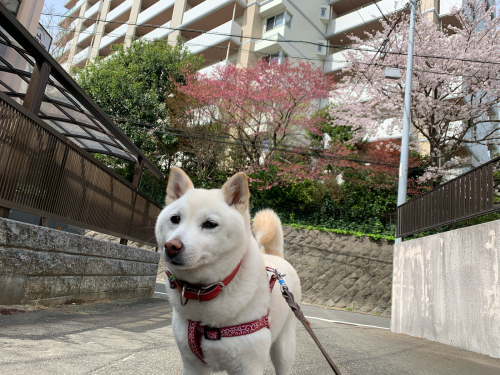 お花見日和_f0357682_15362398.jpg