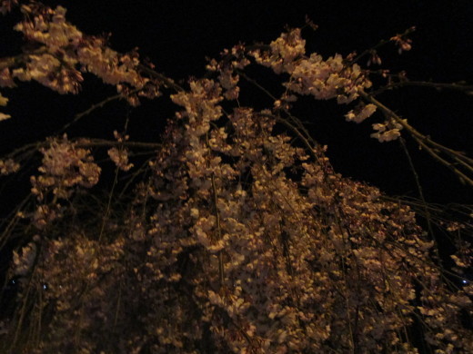 夜桜_e0364586_22592870.jpg