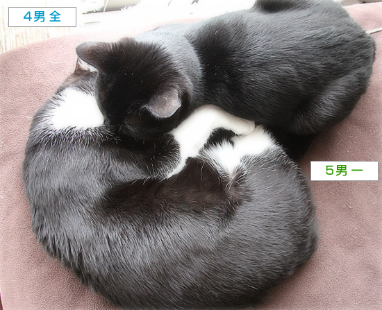 べたべた兄弟_a0389088_16153280.jpg