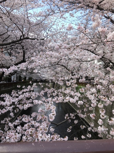 目黒川の桜  東京のお花見_b0417696_21385632.jpeg