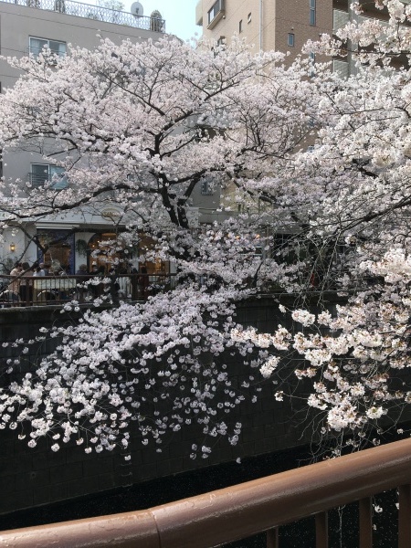 目黒川の桜  東京のお花見_b0417696_21391510.jpeg