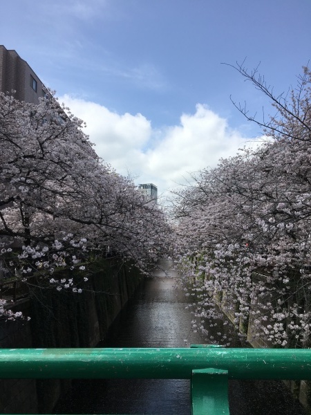 目黒川の桜  東京のお花見_b0417696_21395511.jpeg