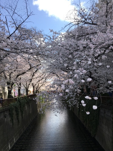 目黒川の桜  東京のお花見_b0417696_21401462.jpeg