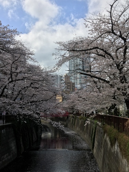 目黒川の桜  東京のお花見_b0417696_21403398.jpeg