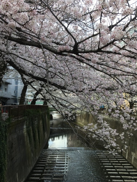 目黒川の桜  東京のお花見_b0417696_21405197.jpeg