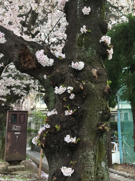 目黒川の桜  東京のお花見_b0417696_21410675.jpeg