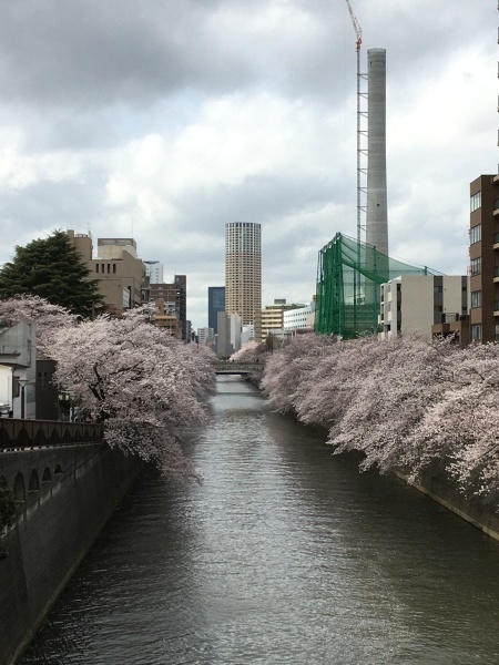 目黒川の桜  東京のお花見_b0417696_21412119.jpeg