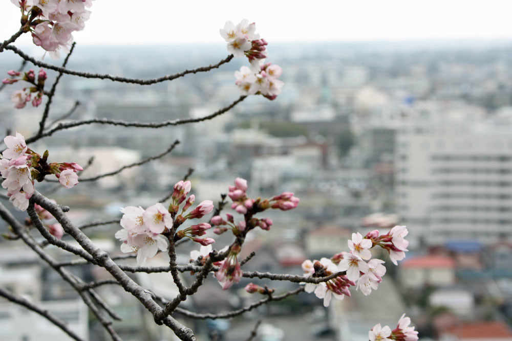 老い病みてテニスも出来ず花曇 東金 折々の風景 写真と俳句