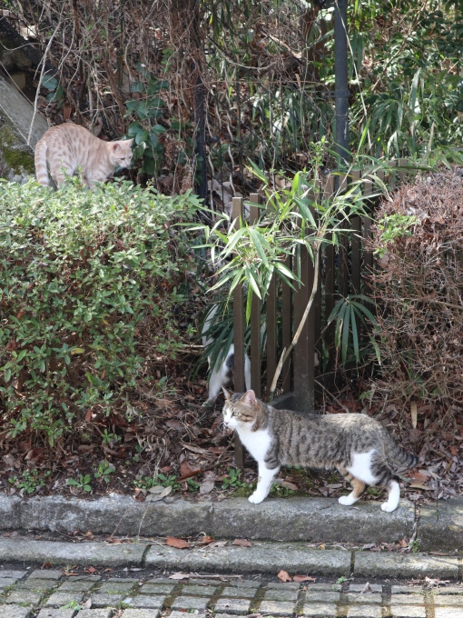 恋の季節♪_b0331802_20064655.jpg
