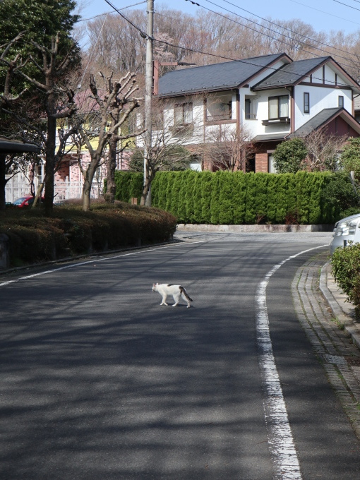 恋の季節♪_b0331802_20071450.jpg