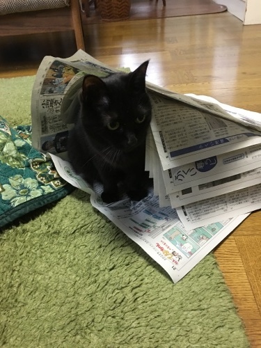 新聞読ませてあげない！_c0152205_10230533.jpeg