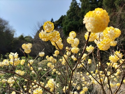 三月がスタート_c0280108_10454091.jpg