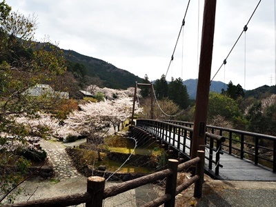 お花見シーズン その3_f0129726_19331331.jpg