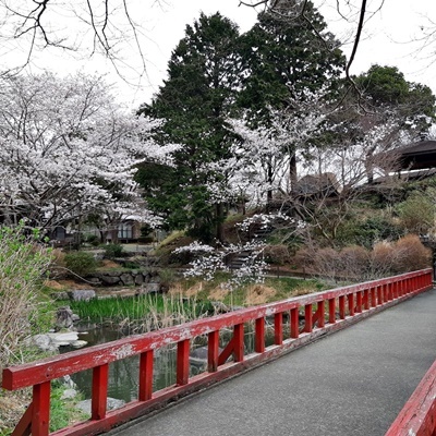 お花見シーズン その3_f0129726_19555598.jpg