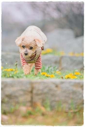 はじめまして、おたべちゃん。_d0179828_11335419.png