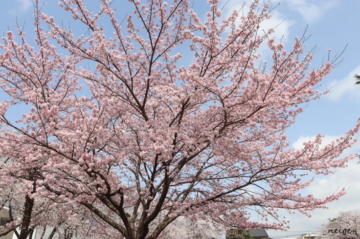 桜が満開です♪ピンク色が鮮やかな桜の木は近所の公園がフォトスポット_f0023333_23224201.jpg