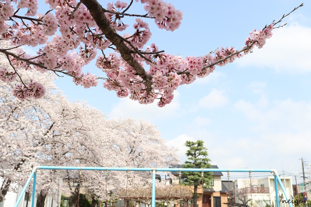 桜が満開です♪ピンク色が鮮やかな桜の木は近所の公園がフォトスポット_f0023333_23224303.jpg