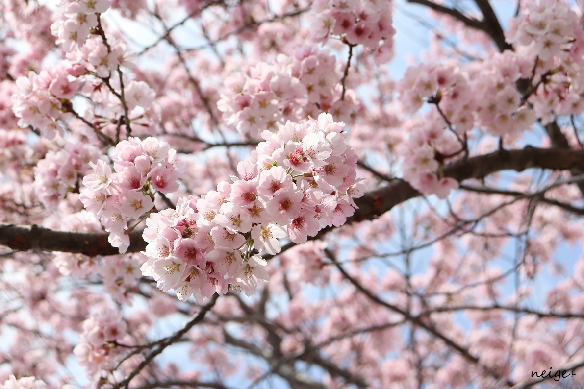 桜が満開です♪ピンク色が鮮やかな桜の木は近所の公園がフォトスポット_f0023333_23224378.jpg