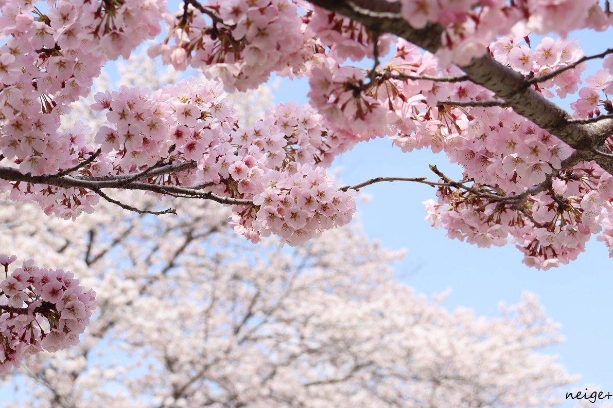桜が満開です♪ピンク色が鮮やかな桜の木は近所の公園がフォトスポット_f0023333_23224396.jpg