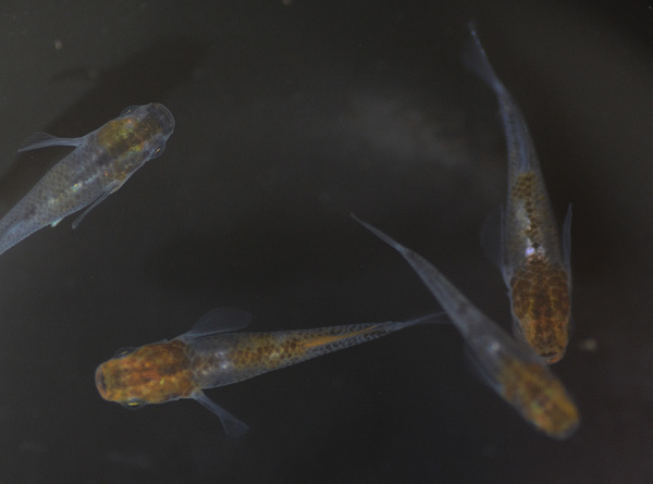 イベントのメダカ選別 花めだか だって おばちゃんだもん