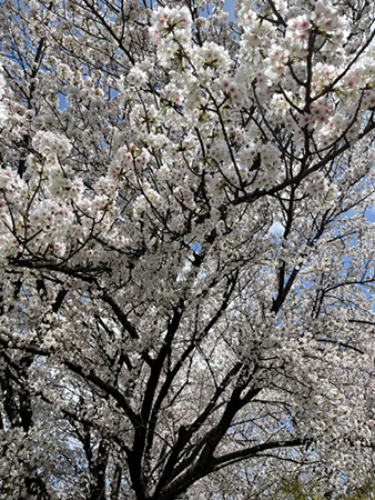 桜_d0248537_06240873.png