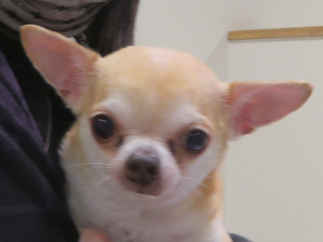 3月 31日の写真_c0174644_13073569.jpg
