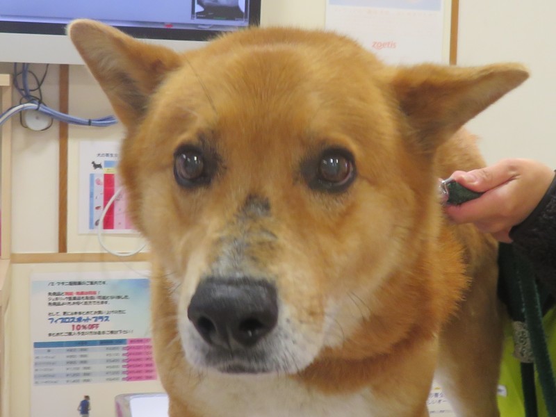 3月 31日の写真_c0174644_13073680.jpg
