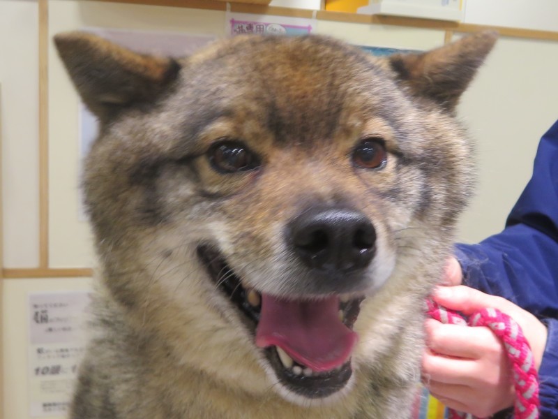 3月 31日の写真_c0174644_16532965.jpg