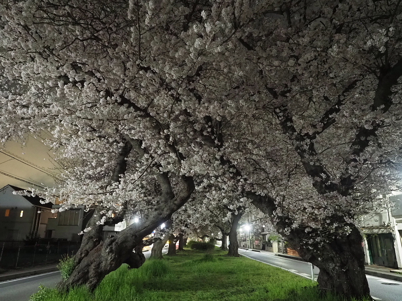 【Photo日記】深夜の満開ストリート桜は、”クール”_b0008655_21315964.jpg