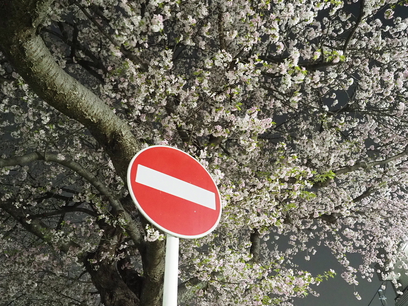 【Photo日記】深夜の満開ストリート桜は、”クール”_b0008655_21355640.jpg